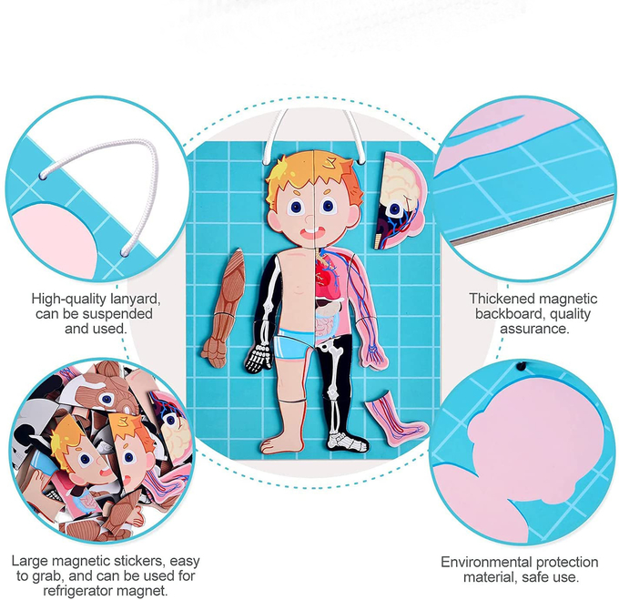 48pcs 교육용 자기 인체 3살 유아용 퍼즐 장난감 1